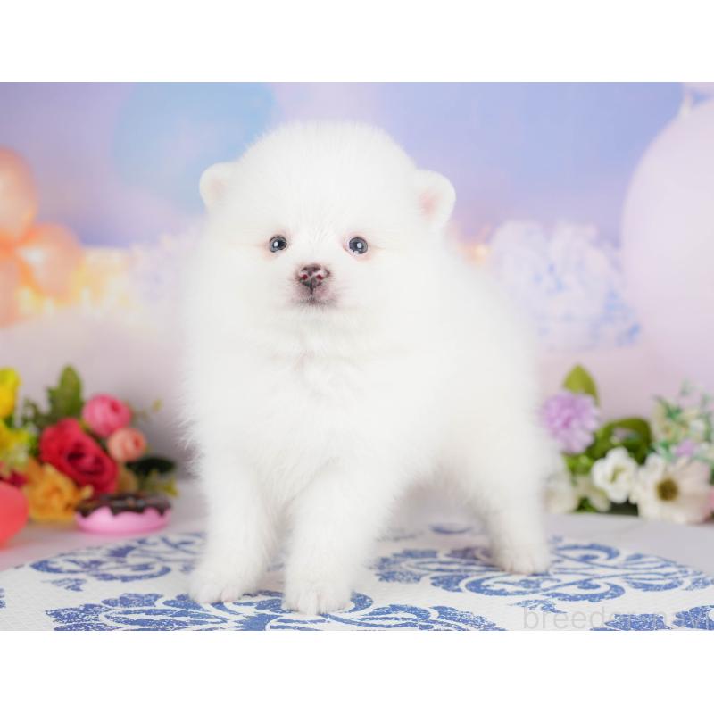 販売中の埼玉県のポメラニアン-422779の4枚目