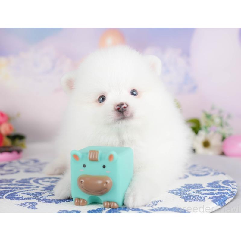 販売中の埼玉県のポメラニアン-422779の3枚目