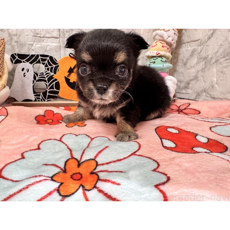 販売中ののチワワ(ロングコート)-417334