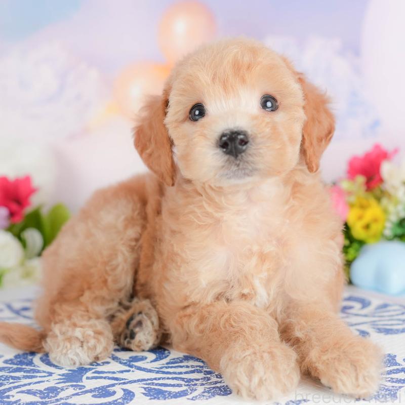 販売中の埼玉県のビションプー:ビションフリーゼ×トイプードル-422780の1枚目