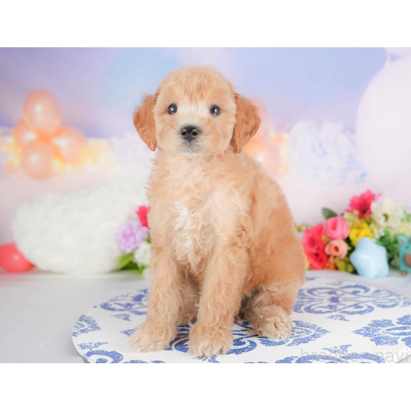 販売中の埼玉県のビションプー:ビションフリーゼ×トイプードル-422780の11枚目