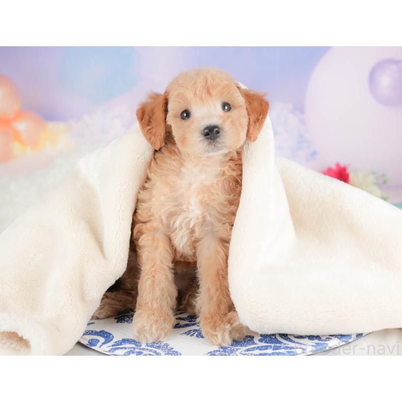 販売中の埼玉県のビションプー:ビションフリーゼ×トイプードル-422780の10枚目