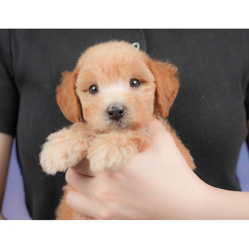 販売中の埼玉県のビションプー:ビションフリーゼ×トイプードル-422780の9枚目