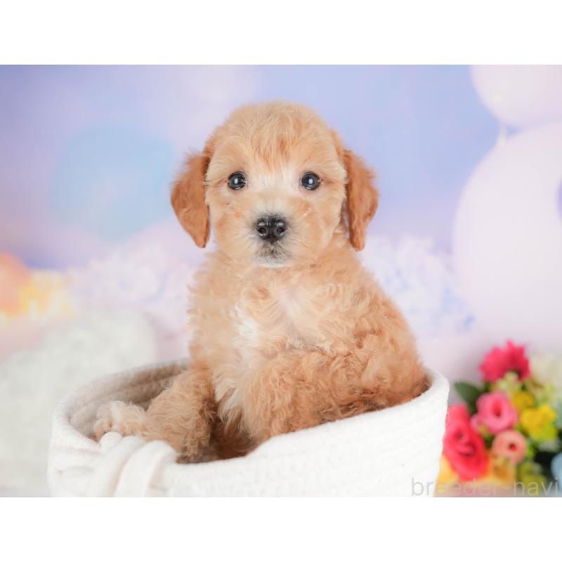 販売中の埼玉県のビションプー:ビションフリーゼ×トイプードル-422780の8枚目