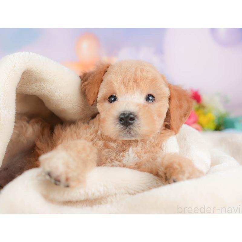 販売中の埼玉県のビションプー:ビションフリーゼ×トイプードル-422780の7枚目