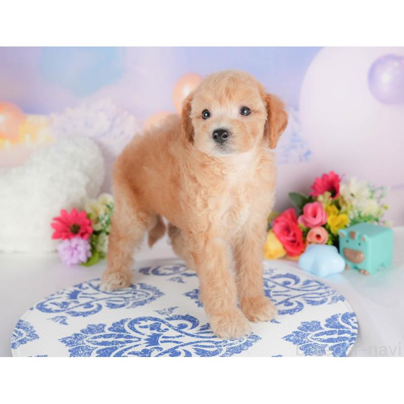 販売中の埼玉県のビションプー:ビションフリーゼ×トイプードル-422780の6枚目