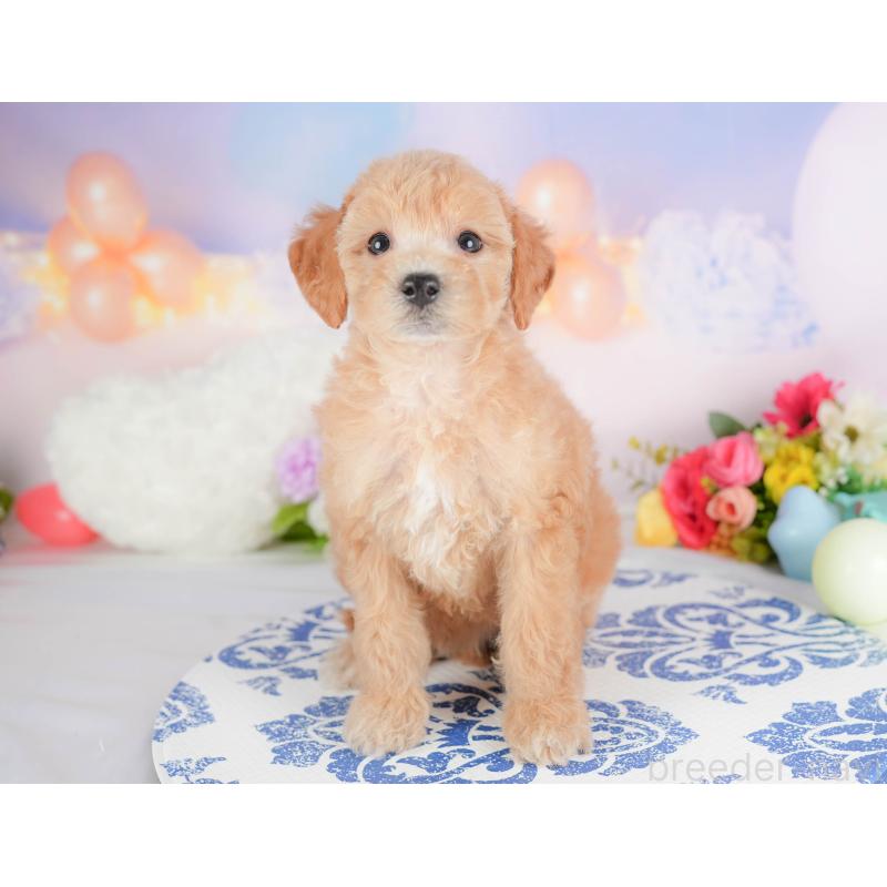 販売中の埼玉県のビションプー:ビションフリーゼ×トイプードル-422780の5枚目