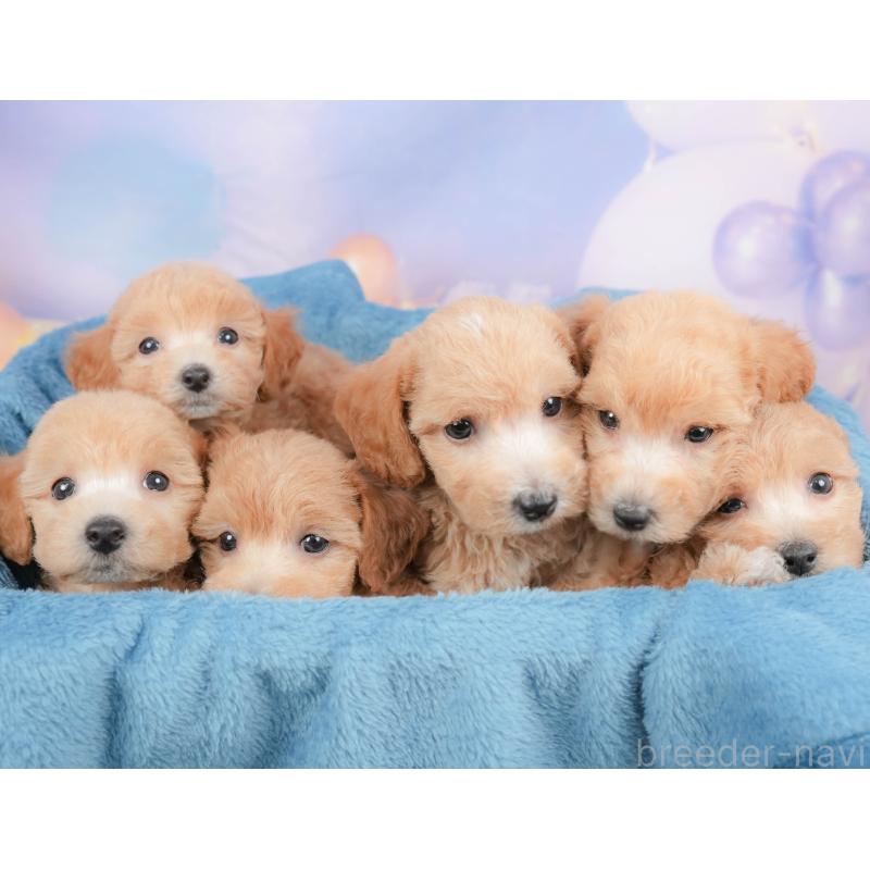 販売中の埼玉県のビションプー:ビションフリーゼ×トイプードル-422780の4枚目