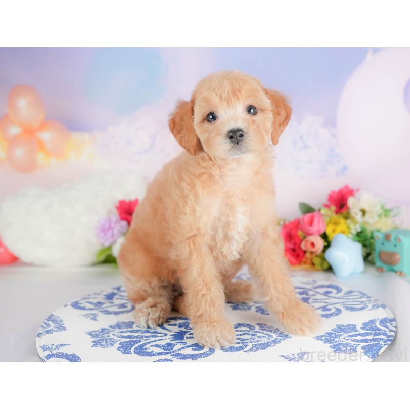 販売中の埼玉県のビションプー:ビションフリーゼ×トイプードル-422780の3枚目