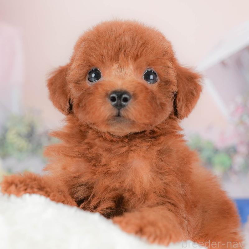 販売中の埼玉県のトイプードル-422882