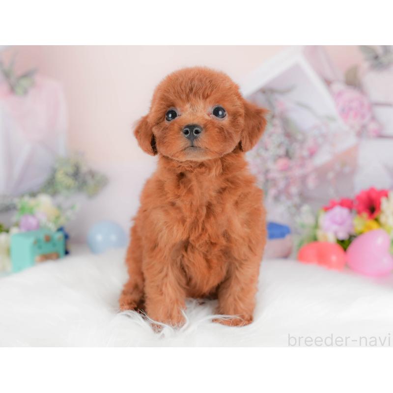 販売中の埼玉県のトイプードル-422882の10枚目