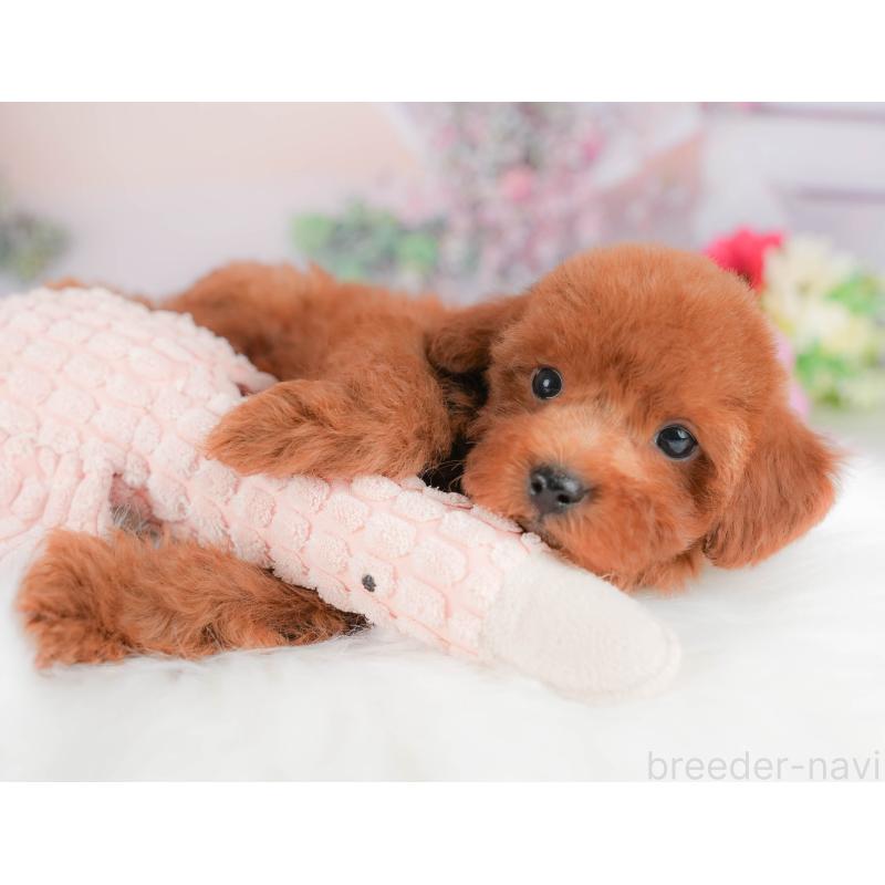 販売中の埼玉県のトイプードル-422882の9枚目