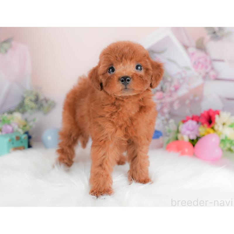 販売中の埼玉県のトイプードル-422882の7枚目