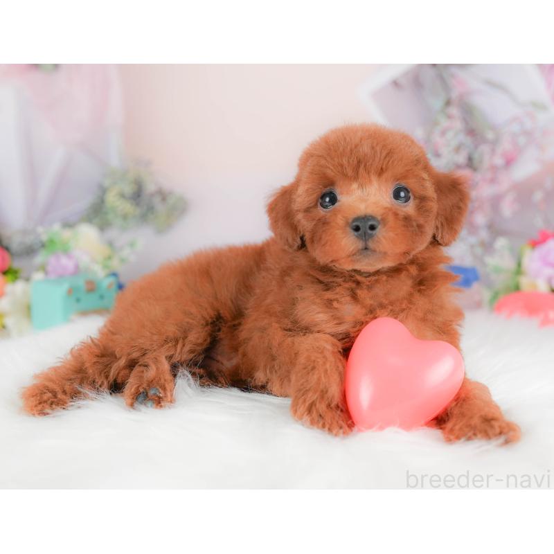 販売中の埼玉県のトイプードル-422882の6枚目