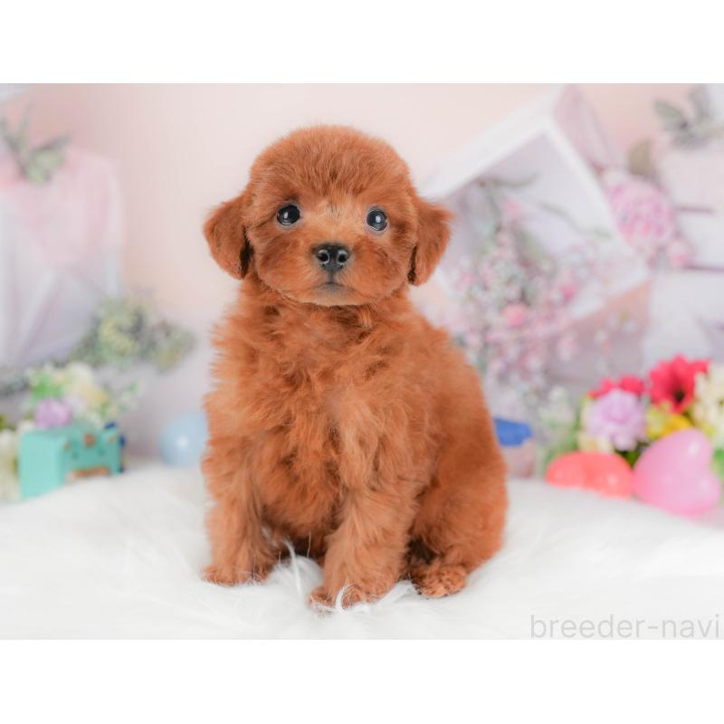 販売中の埼玉県のトイプードル-422882の5枚目