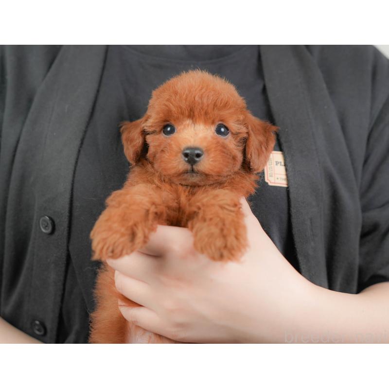 販売中の埼玉県のトイプードル-422882の3枚目