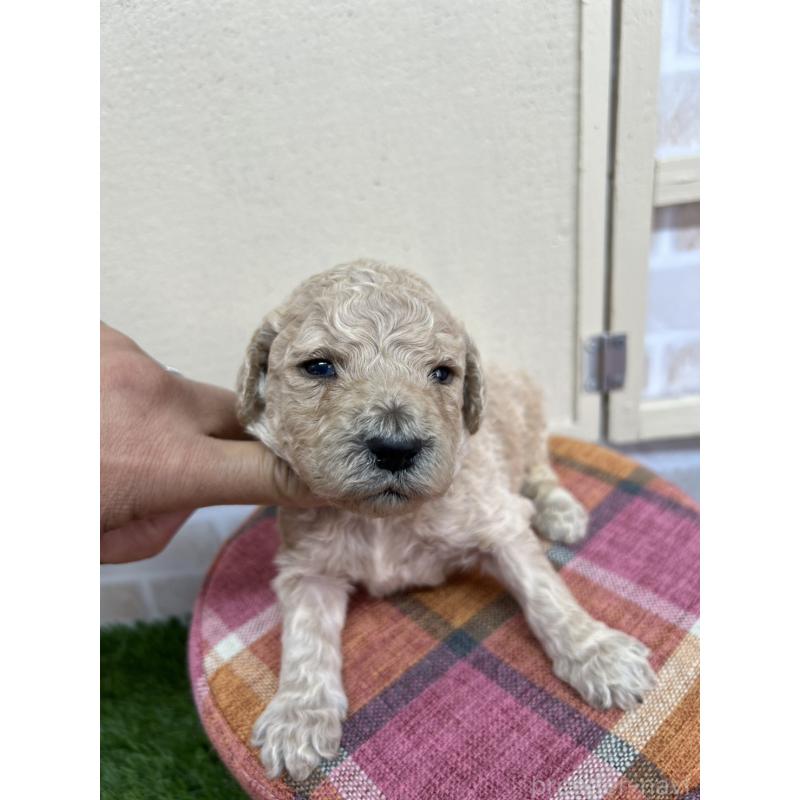 販売中の北海道のスタンダードプードル-422653の8枚目