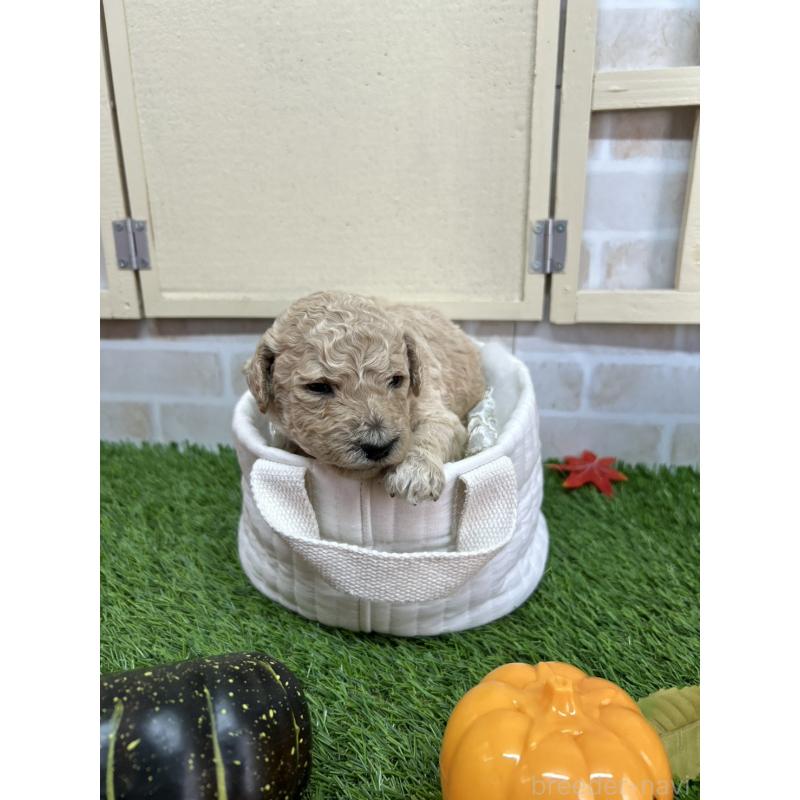 販売中の北海道のスタンダードプードル-422653の7枚目