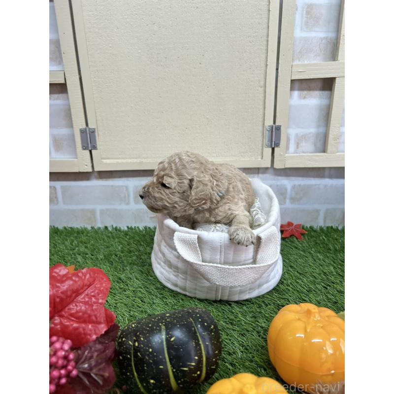 販売中の北海道のスタンダードプードル-422653の6枚目