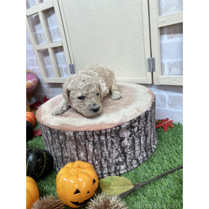 販売中の北海道のスタンダードプードル-422653の5枚目