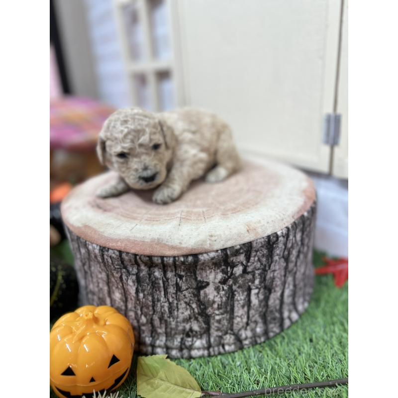 販売中の北海道のスタンダードプードル-422653の4枚目