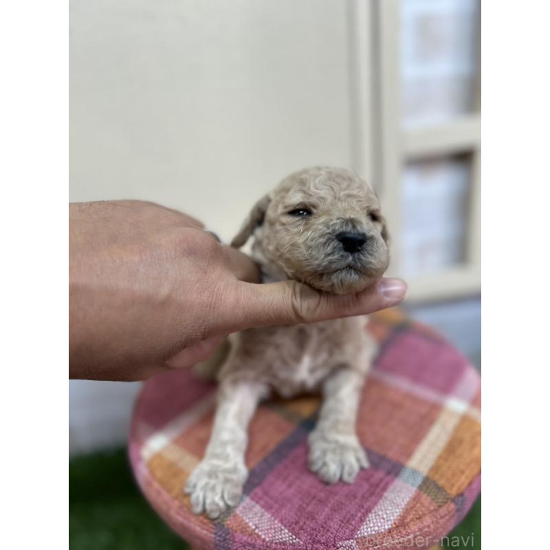 販売中の北海道のスタンダードプードル-422653の3枚目