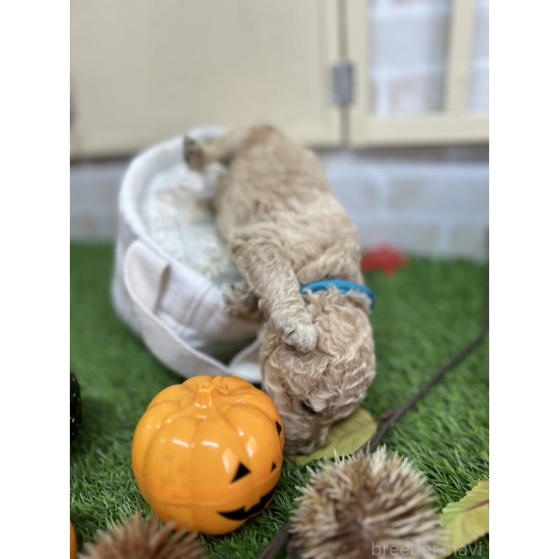 販売中の北海道のスタンダードプードル-422653の2枚目