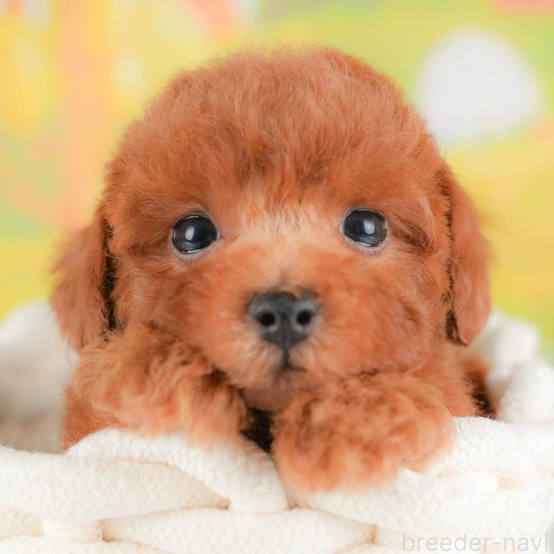 販売中の埼玉県のトイプードル-422881