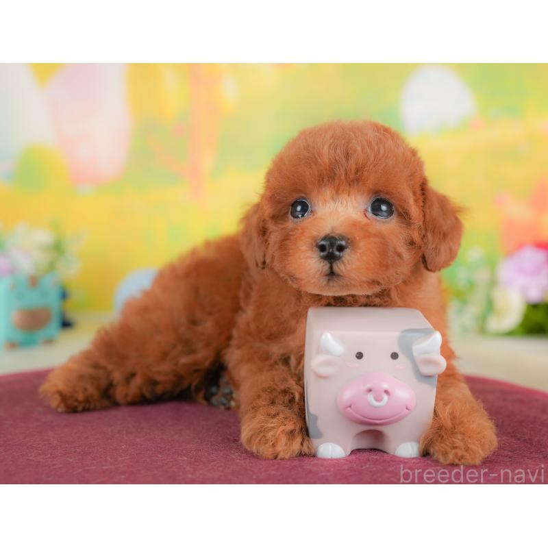 販売中の埼玉県のトイプードル-422881の11枚目