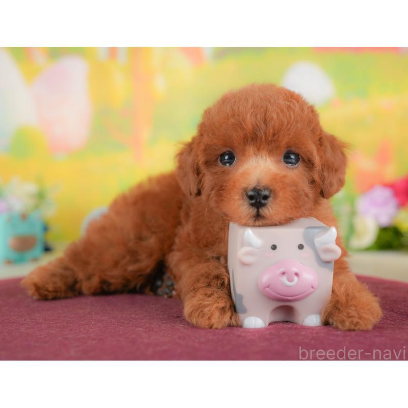 販売中の埼玉県のトイプードル-422881の10枚目