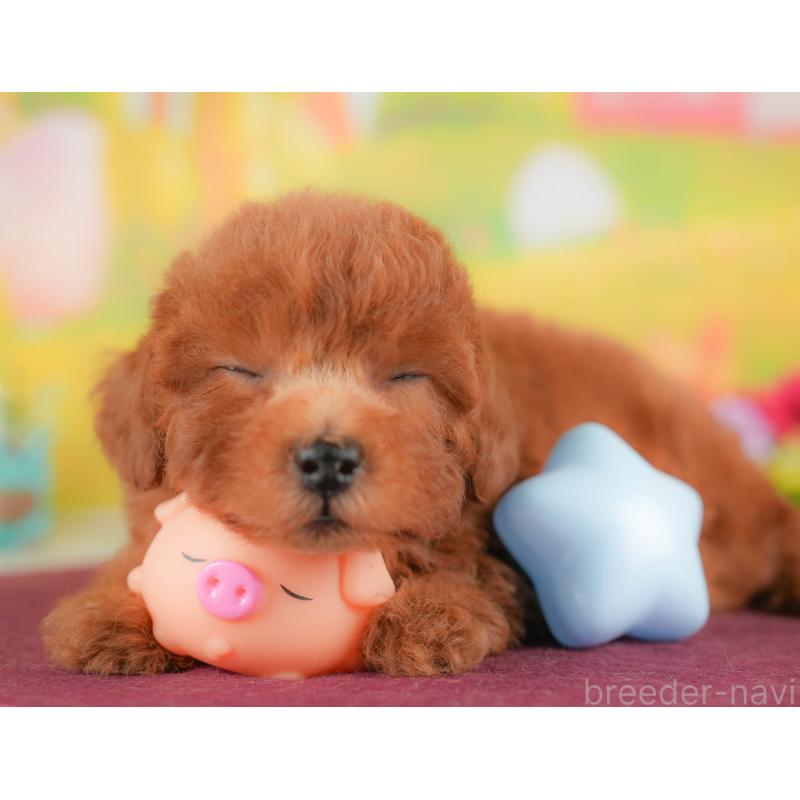 販売中の埼玉県のトイプードル-422881の8枚目