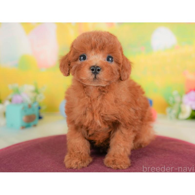 販売中の埼玉県のトイプードル-422881の7枚目