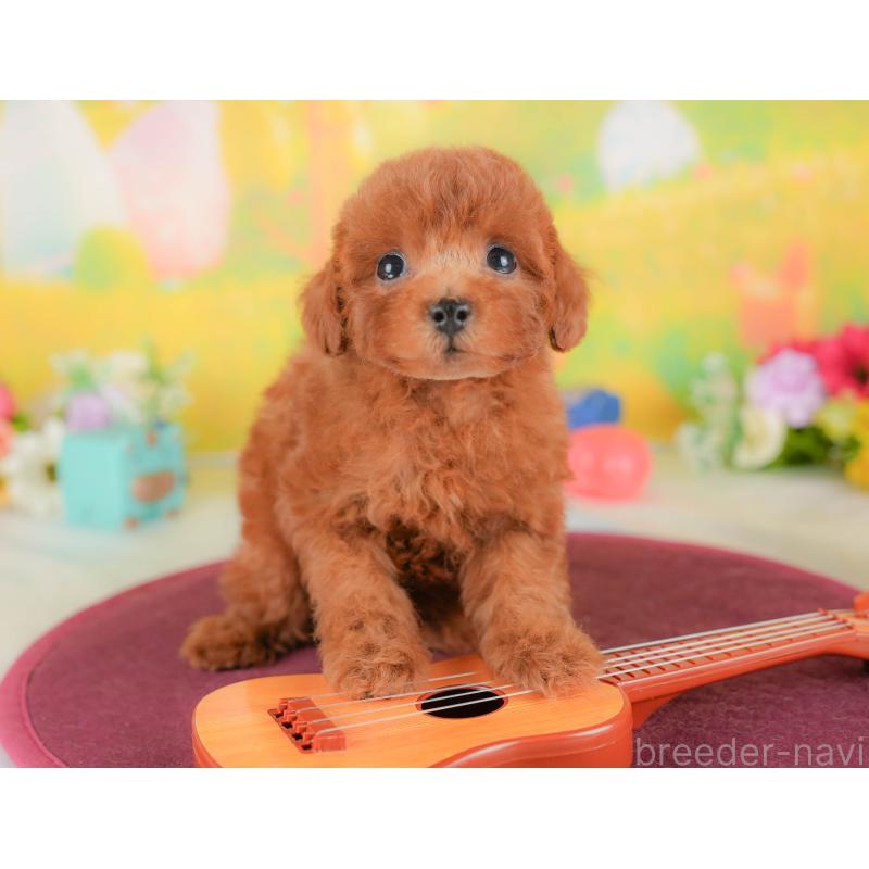 販売中の埼玉県のトイプードル-422881の6枚目