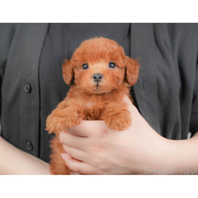 販売中の埼玉県のトイプードル-422881の4枚目