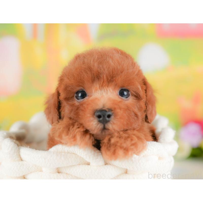 販売中の埼玉県のトイプードル-422881の3枚目