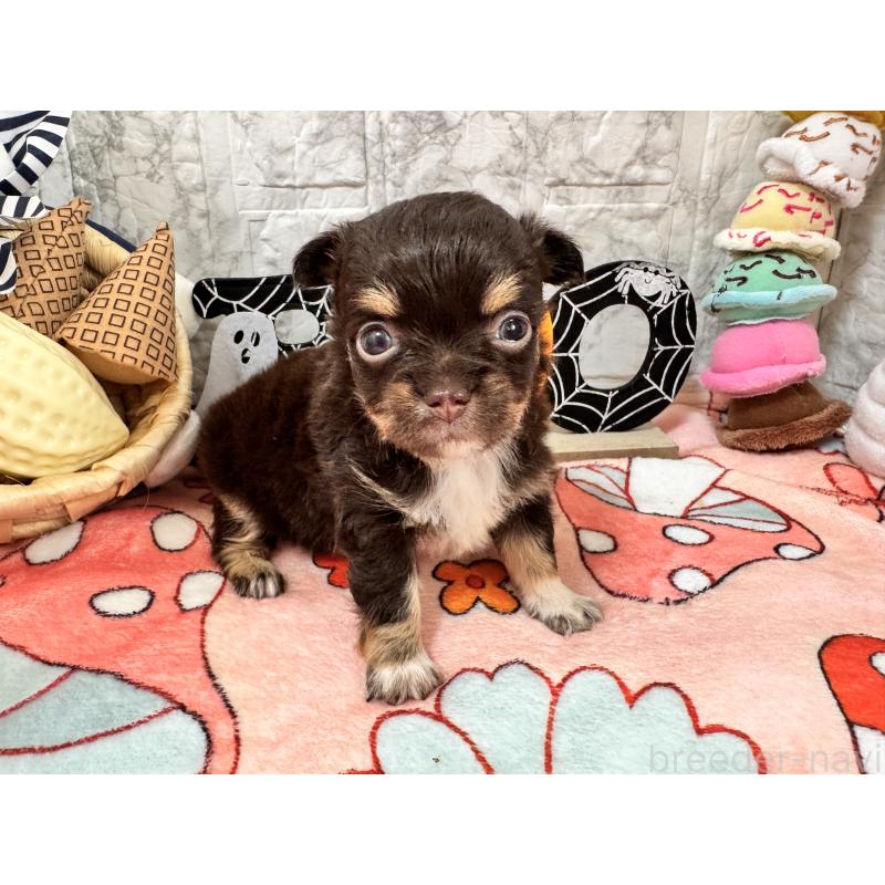 販売中の茨城県のチワワ(ロングコート)-419763