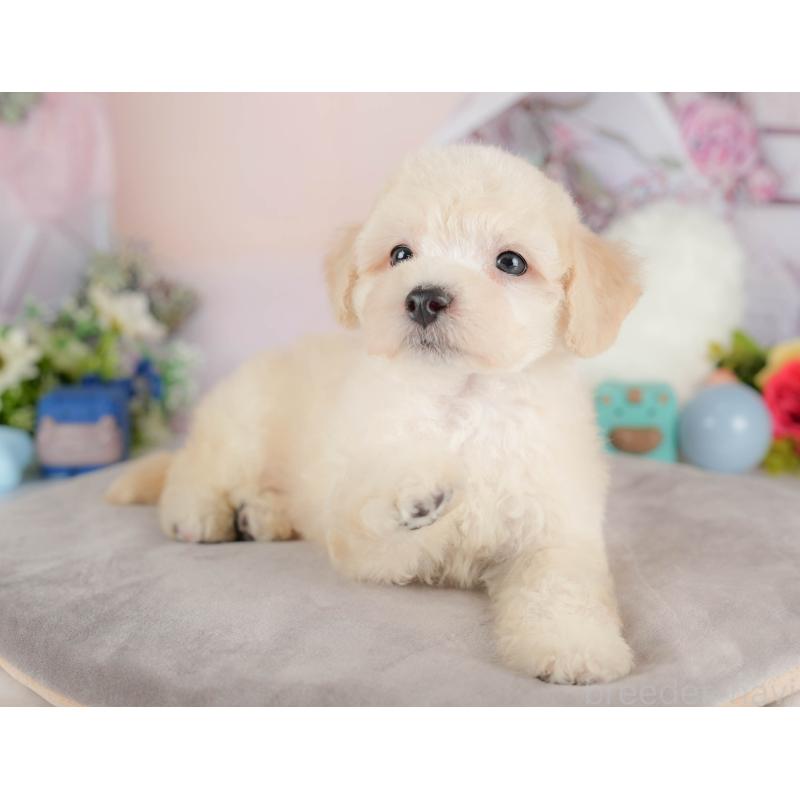 販売中の埼玉県のマルプー:マルチーズ×トイプードル-422863の8枚目