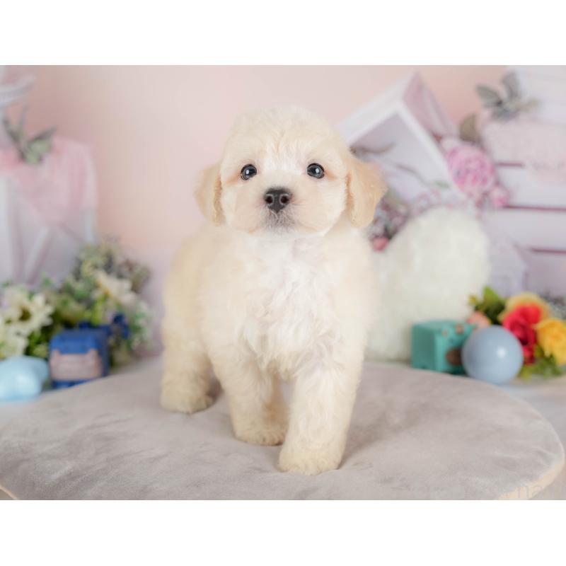 販売中の埼玉県のマルプー:マルチーズ×トイプードル-422863の6枚目