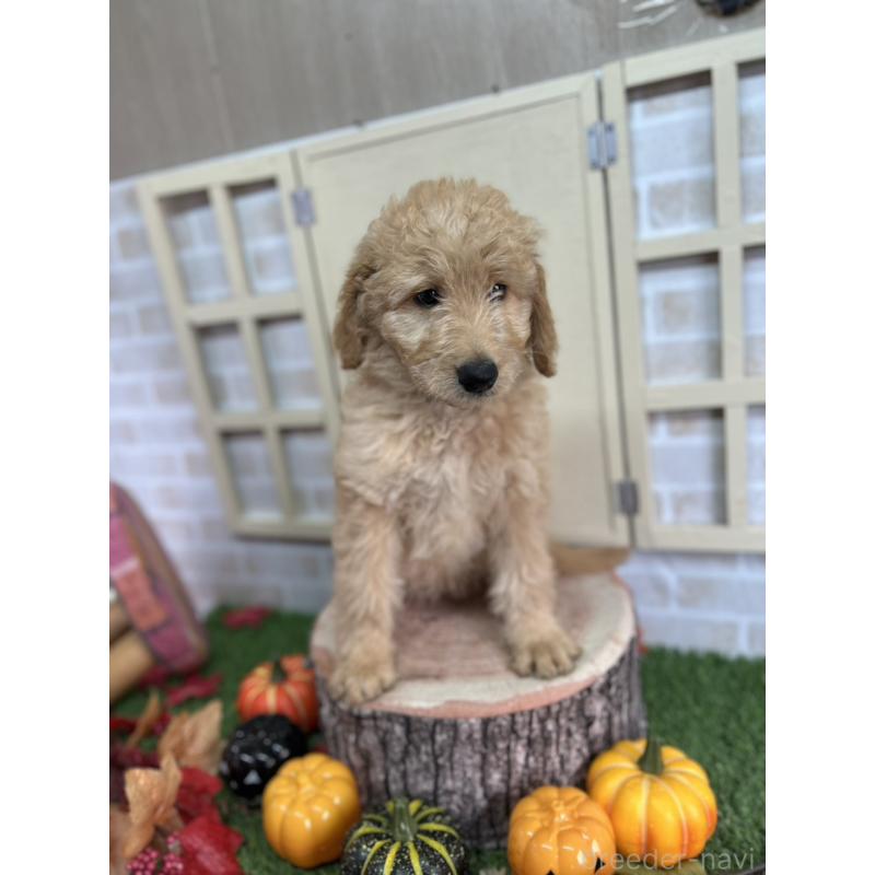 販売中の北海道のゴールデンドゥードル:ゴールデンレトリーバー×プードル-412461