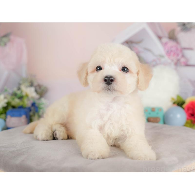 販売中の埼玉県のマルプー:マルチーズ×トイプードル-422863の4枚目