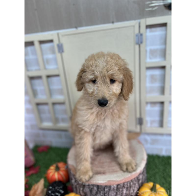 販売中の北海道のゴールデンドゥードル:ゴールデンレトリーバー×プードル-412461の7枚目