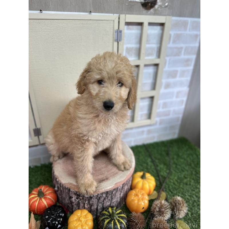 販売中の北海道のゴールデンドゥードル:ゴールデンレトリーバー×プードル-412461の6枚目