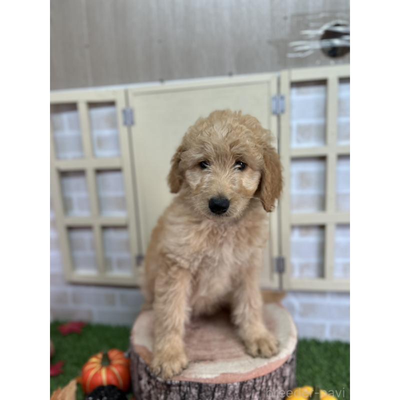 販売中の北海道のゴールデンドゥードル:ゴールデンレトリーバー×プードル-412461の5枚目