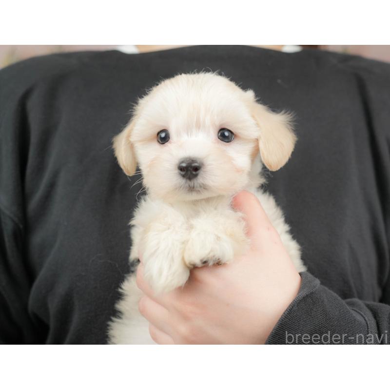 販売中の埼玉県のマルプー:マルチーズ×トイプードル-422862の9枚目
