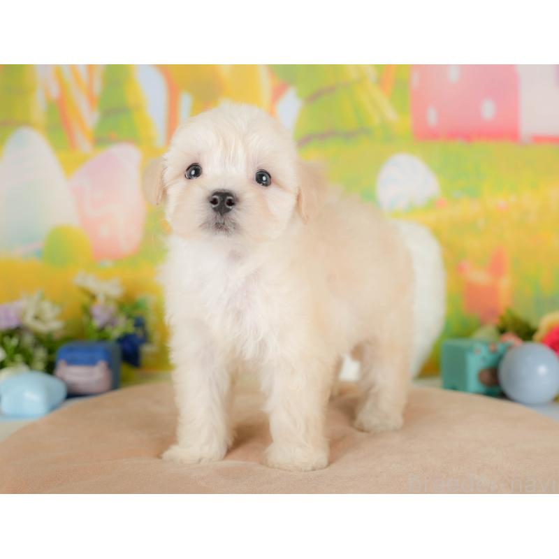 販売中の埼玉県のマルプー:マルチーズ×トイプードル-422862の8枚目