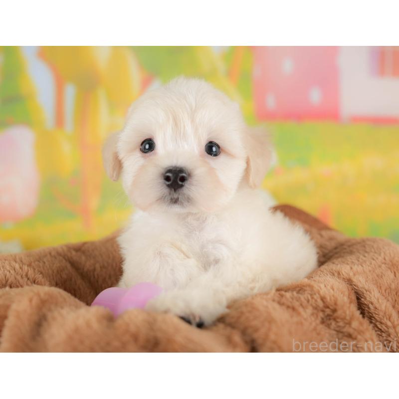 販売中の埼玉県のマルプー:マルチーズ×トイプードル-422862の6枚目