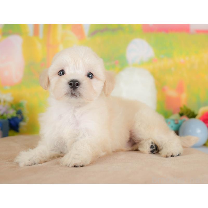 販売中の埼玉県のマルプー:マルチーズ×トイプードル-422862の5枚目