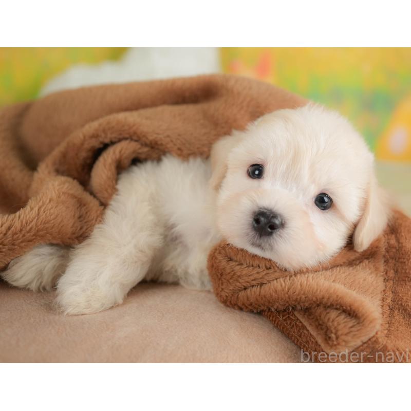 販売中の埼玉県のマルプー:マルチーズ×トイプードル-422862の4枚目