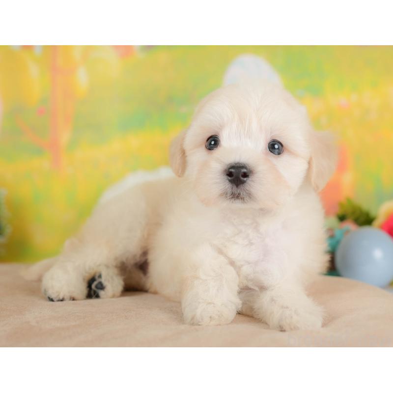 販売中の埼玉県のマルプー:マルチーズ×トイプードル-422862の3枚目