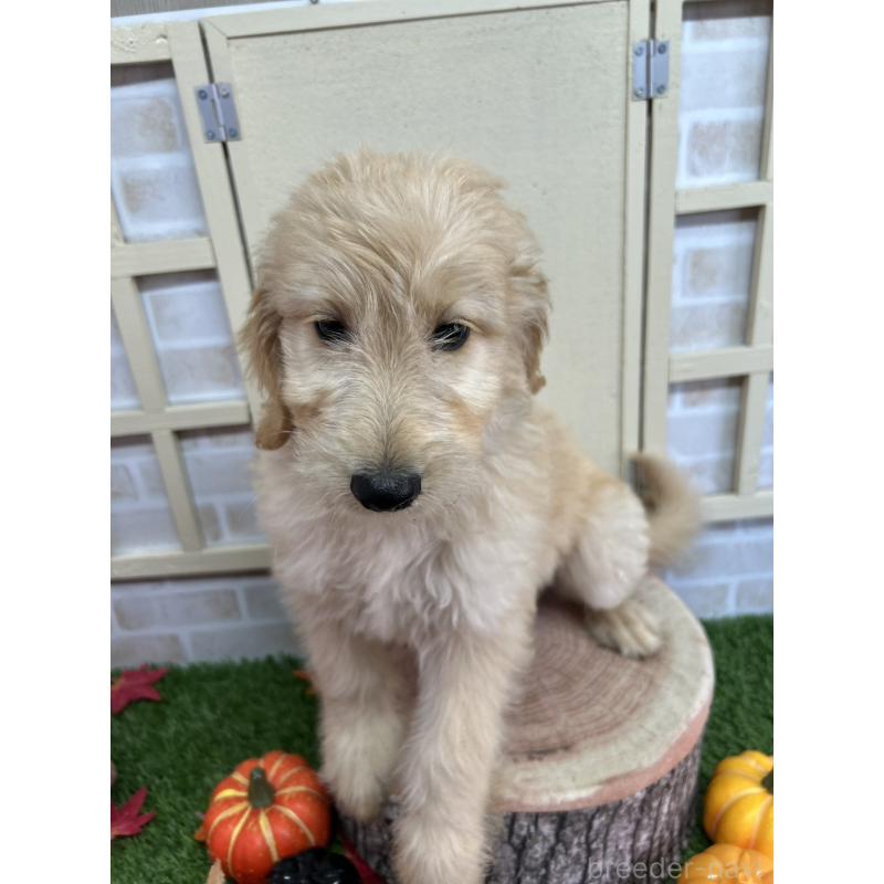 販売中の北海道のゴールデンドゥードル:ゴールデンレトリーバー×プードル-412457の9枚目